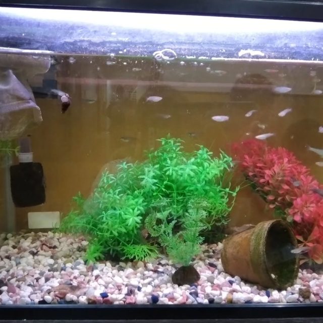 ⭐上甲子園アクアリウム⭐
上甲子園の玄関にはアクアリウムがあります♡
去年の10月から育てているメダカやどじょうが大きくなりました❗
子どもたちも毎日水槽にくぎづけです💓
エビやザリガニ🦞カニも🦀いますよ✨
カニは恥ずかしがりやでなかなか出てきてくれません！
見つけたら教えてね♥️

#西宮市#上甲子園#こども園#保育園
#アクアリウム