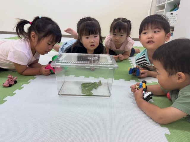 6月の末に１日だけカエルくんと過ごしました🐸
なかなか近くで見ることができないので興味津々でした😊

#垂水区　
#小規模保育園　
#本多聞小規模保育園
#カエル
#自然
#園児募集中
