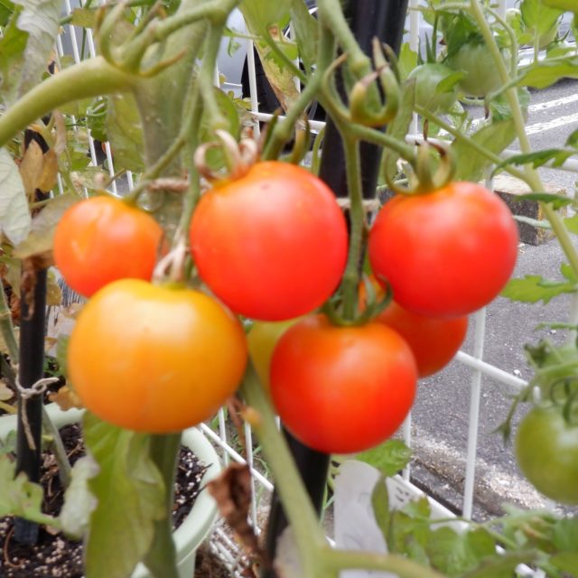 Instagram 投稿 17912771580118763