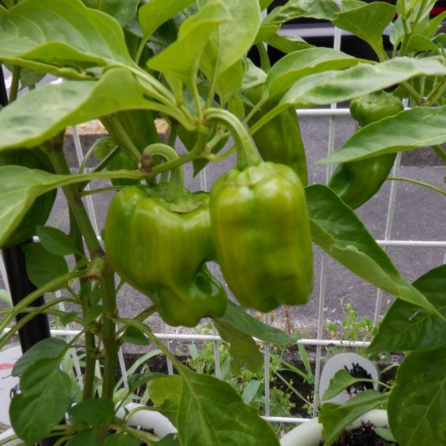 Instagram 投稿 18515912551063000