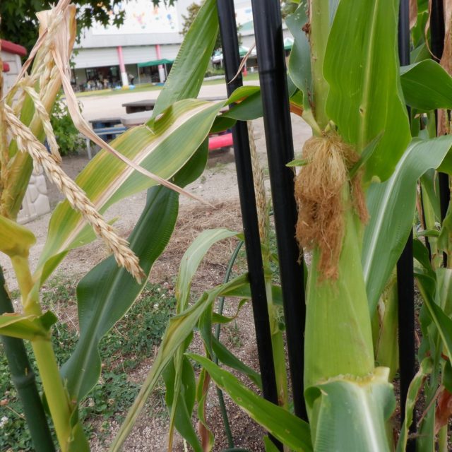 Instagram 投稿 17896860084250410