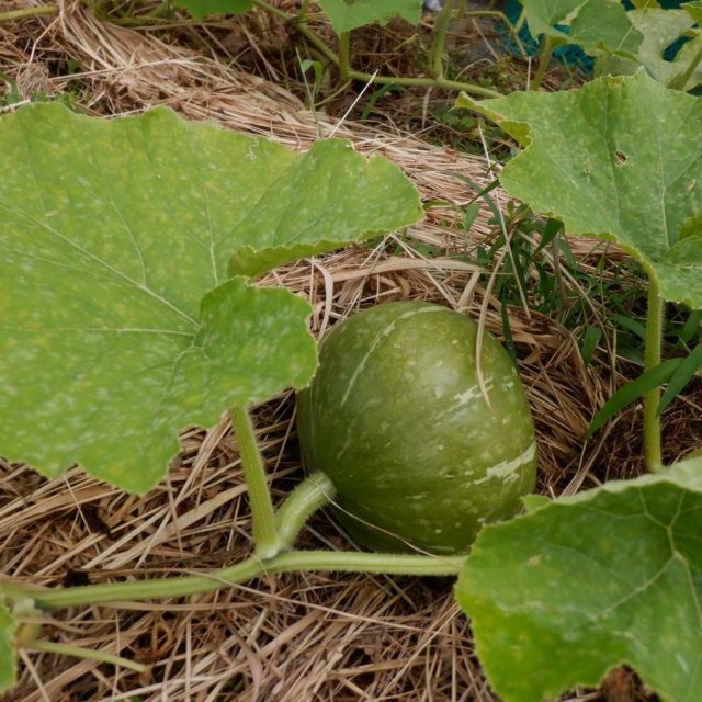 Instagram 投稿 18057852611057057