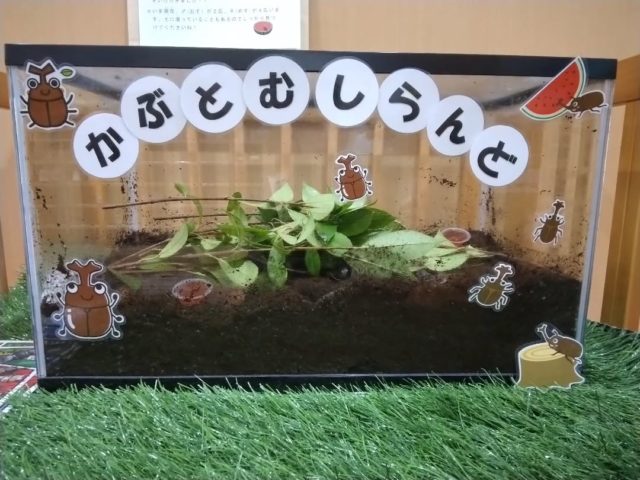 上甲子園こども園にはカブトムシランドがあります🎶
今はオスが3匹メスが10匹いてます🪲
たくさん居てるのでエサが毎日からっぽになるくらい食欲もりもりですよ🍎

カブトムシランドの中にある葉っぱは園庭にある葉っぱです🌿
葉っぱをいれておくだけで湿度が保たれカブトムシたちに快適な環境を作ることができています😊

子どもたちにも大人気のカブトムシたち♡
どこに居るのかな～と観察し👀
見つけられた喜びや探究心に繋がるといいな～♥️と思っています☺️

#西宮市#上甲子園#こども園#保育園
#かぶとむし