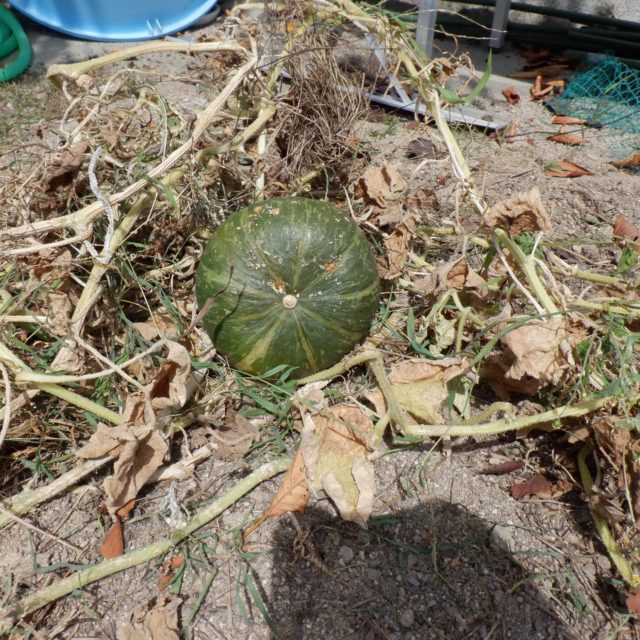 Instagram 投稿 17929075008095307