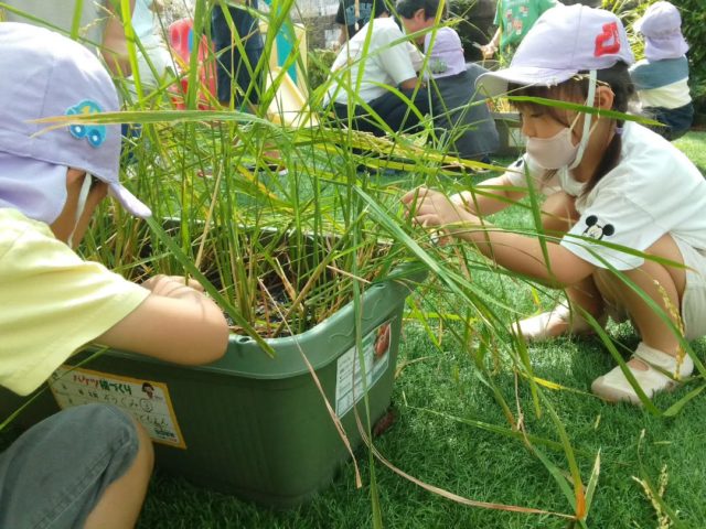 待ちに待った稲刈りの日がやってきました🌾
5月に田植えをした稲が立派に大きく育ちました！
かかしも作り、お米の収穫を今か今かと待ち望んでいた子どもたち😳下の根本の方から切ることを教えてもらい、ハサミを使って稲刈りにチャレンジ🔥
お米がたくさん実った稲穂を見て、「お米いっぱいついてる～」「もう食べれるの？」と熱心に刈り取っていきましたよ✨
刈り取った稲は干して乾かしています。みんなで育てたお米を食べられるのが楽しみですね😆
初めての田植え・稲刈りは貴重な体験となりました🌟
#西宮市　#上甲子園　#こども園　#保育園　#稲刈り　#お米づくり