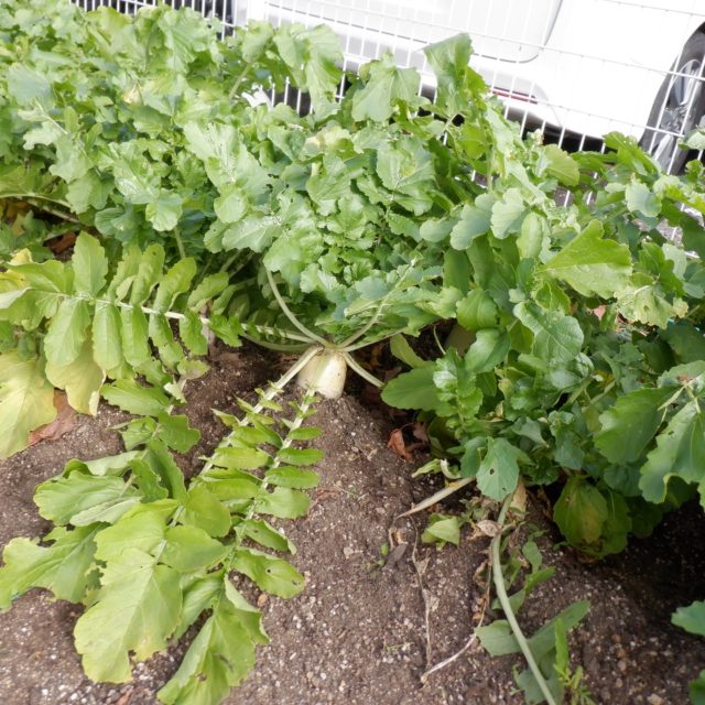 Instagram 投稿 18088603132942318