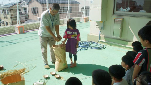 10/7　５歳児が稲刈りしたお米の脱穀ともみすりを行いました。
もみすりに使用したのはすり鉢とテニスボール🥎ボールを押し当ててぐりぐりとすりあげていきます。
根気のいる作業でしたが、もみ殻が外れると「お米だ！」と嬉しそうに見せてくれました。
後日、そのお米を自分で米とぎをして、給食の先生たちが炊いてくれたお米でおにぎり作り🍙
自分たちで一から育てたお米のおにぎり、みんなで「おいしいね」と話しながら完食していましたよ😋
毎日食べているお米を作るのは、こんなに大変なことなんだと子どもたちも実感したように思います。
日々お米を食べられることに感謝して、残さず食べてくれたら嬉しいです🌾✨
#西宮市　#上甲子園　#こども園　#保育園　#お米作り　#おにぎり　#食育